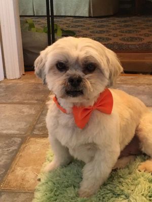 Photo of Teddy