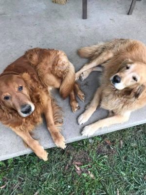 . Duke & Dixie .