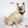 . Cane .