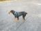 http://photos.petfinder.com/photos/pets/43236285/1/?bust=1541642132&width=60&-pnt.jpg