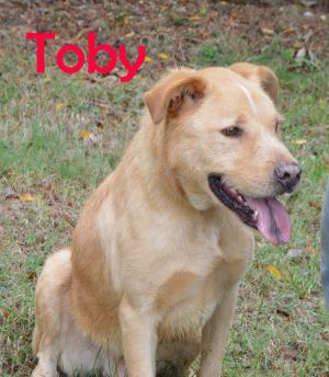 . Toby .