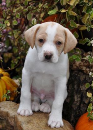 . Gaston (puppy) .