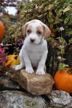 . Lumiere (puppy) .