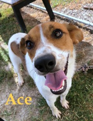 . Ace (Larimee)-P4P dog .