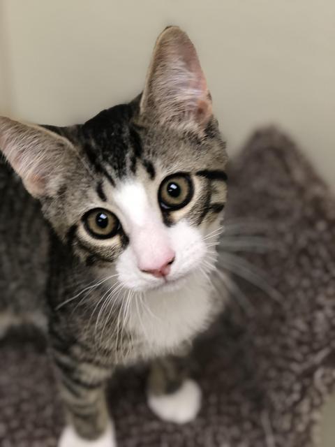 . Apollo! Kitten! .
