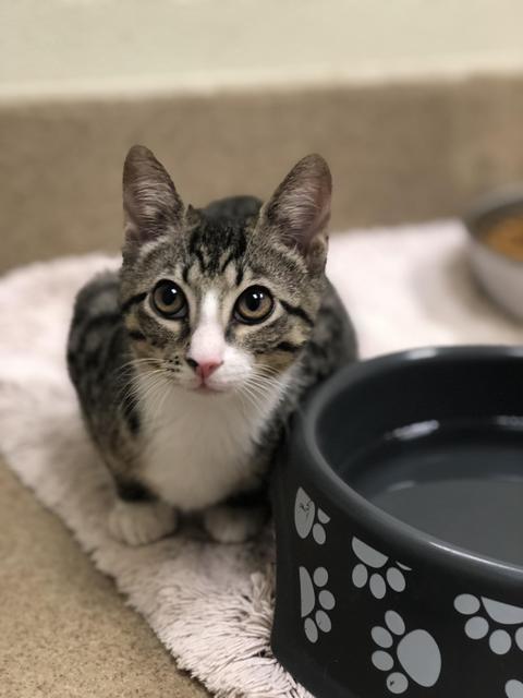 . Calliope! Kitten! .
