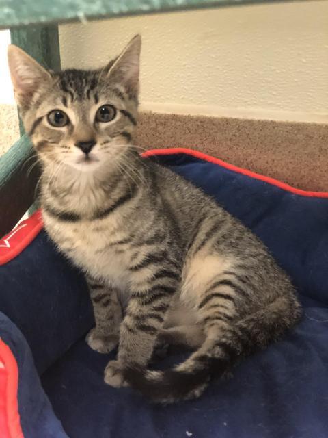 . Venus! Kitten! .