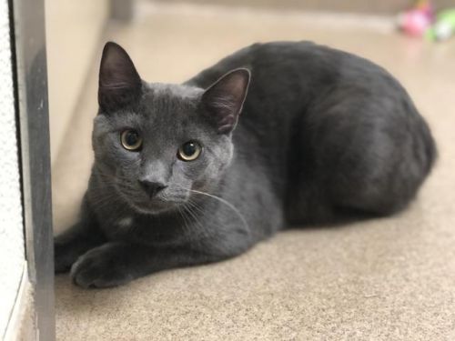 . Charcoal! Kitten! .