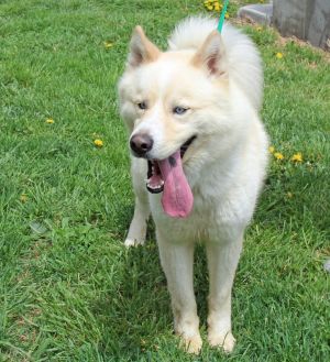 . Koda (Dewey)-P4Pdog .