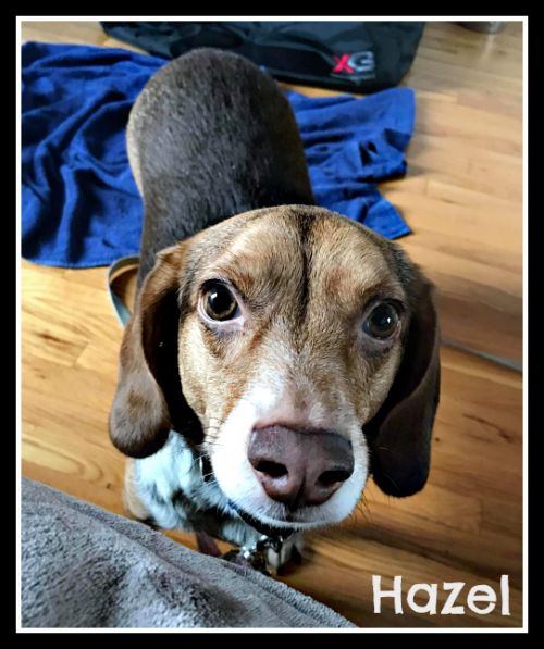 . Hazel (foster home also needed) .