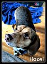 . Hazel (foster home also needed) .