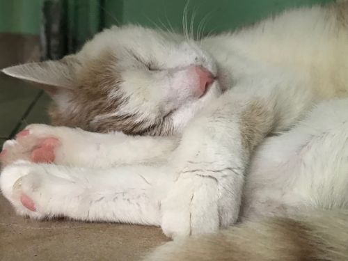 . Sweet Pea .