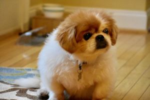 . Wooly (Senior,blind,deaf) Video .