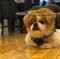 . Wooly (Senior,blind,deaf) Video .