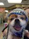 . Wooly (Senior,blind,deaf) Video .