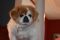 . Wooly (Senior,blind,deaf) Video .
