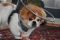 . Wooly (Senior,blind,deaf) Video .
