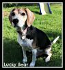 . Lucky Bear .