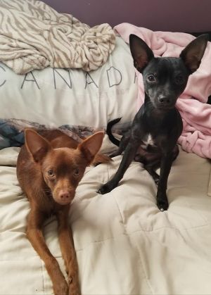 . Zeus and Coco .
