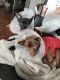 . Zeus and Coco .