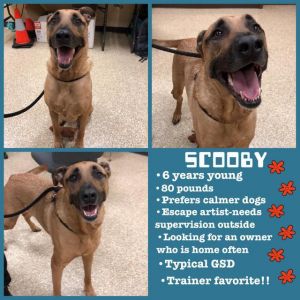 . Scooby .