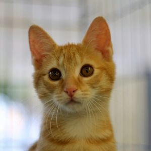 . Mango .