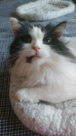 . Ellie Elsinar Blind Kuwaiti Purrsian .