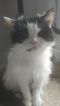 . Ellie Elsinar Blind Kuwaiti Purrsian .