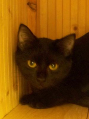 . Kitten-Harper .