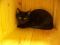 . Kitten-Harper .