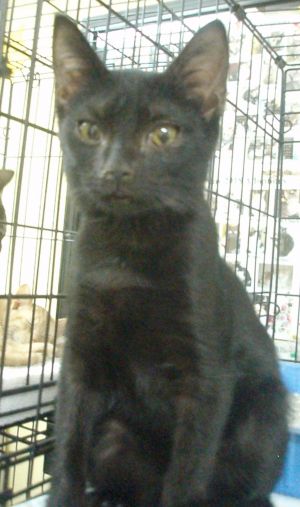 . Pepper .