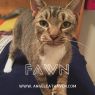 . Fawn .