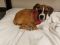 http://photos.petfinder.com/photos/pets/43278002/1/?bust=1542069293&width=60&-pnt.jpg