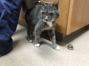 . Left Behind Smokey .