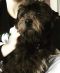 . Auggie - ADOPTION PENDING .