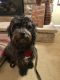 . Auggie - ADOPTION PENDING .