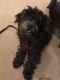 . Auggie - ADOPTION PENDING .