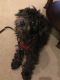 . Auggie - ADOPTION PENDING .