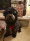. Auggie - ADOPTION PENDING .