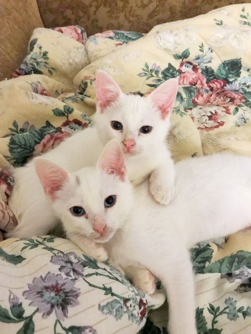 . Oscar and Felix .