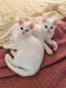 . Oscar and Felix .