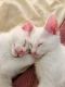 . Oscar and Felix .