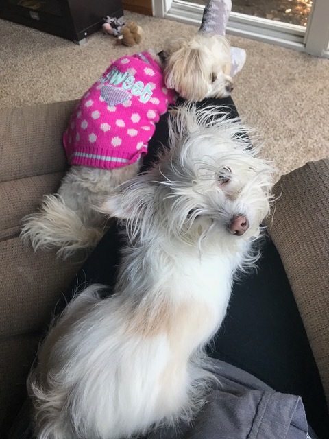 . COCO .
