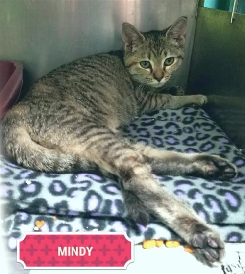 . Mindy .