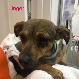 . JINGER .