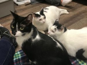 . Calvin, Duke and Minnie .
