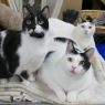 . Calvin, Duke and Minnie .