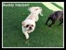 . Buddy Hackett .