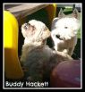 . Buddy Hackett .