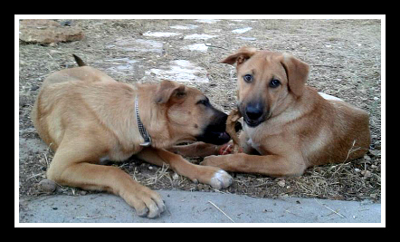 . Sugar and Honey (must be adopted together) .